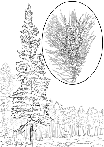 Western White Pine Pinus Monticola Coloring Page